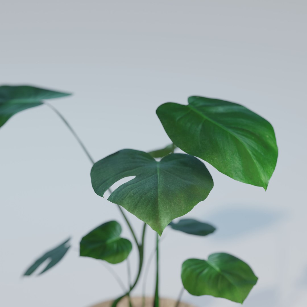 green natural 3D model https://p.turbosquid.com/ts-thumb/7d/uymy3Y/7xVWOK4s/monstera_small_hp_02/jpg/1602936875/1920x1080/fit_q87/eb155211aa537af629e9ed1856b6dee8bcfd9d6f/monstera_small_hp_02.jpg