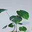 Monstera House Plant High Poly