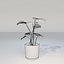 Monstera House Plant High Poly