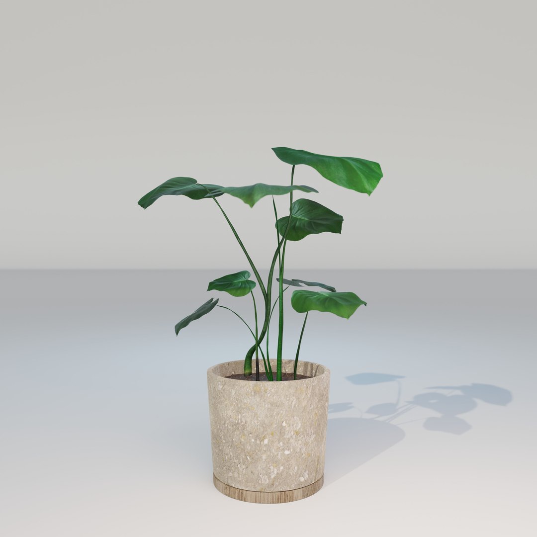 green natural 3D model https://p.turbosquid.com/ts-thumb/7d/uymy3Y/Emmwfcd6/monstera_small_hp_05/jpg/1602936946/1920x1080/fit_q87/35e7ce1b15ec30481a234235a4db75e037861244/monstera_small_hp_05.jpg