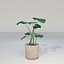 Monstera House Plant High Poly