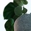 Monstera House Plant High Poly