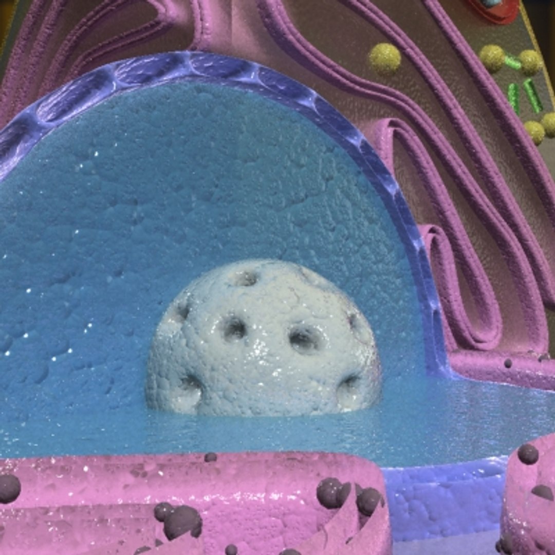 3d model animal cell https://p.turbosquid.com/ts-thumb/7e/4TNOYQ/0IovSuIO/cell06/jpg/1265565662/1920x1080/fit_q87/f5506048466213aeec4db1e2b727805c9719f84f/cell06.jpg