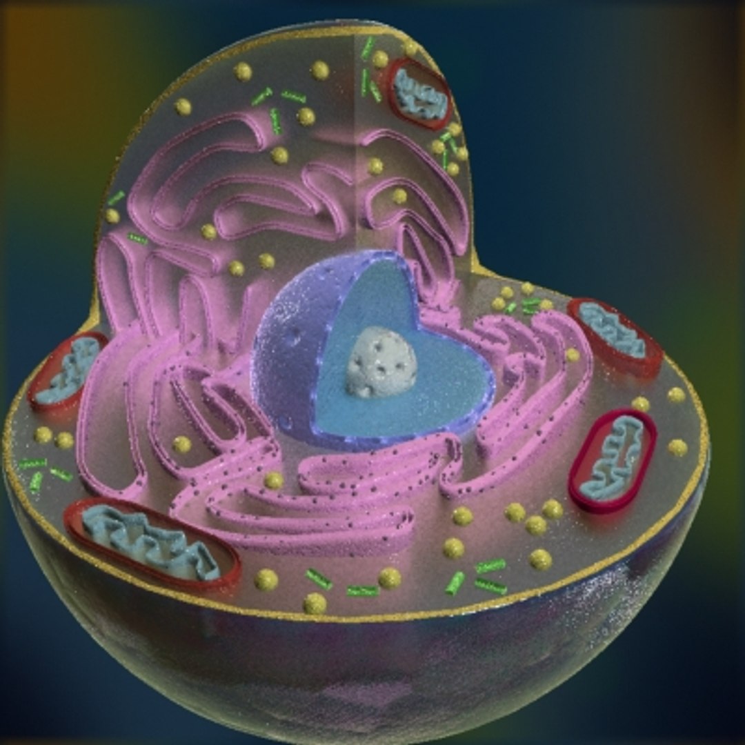 3d Model Animal Cell