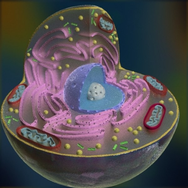 3d model animal cell