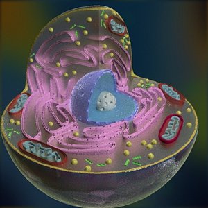 Animal Cell