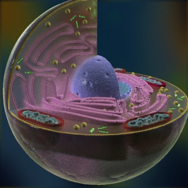 3d model animal cell