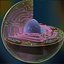 3d model animal cell