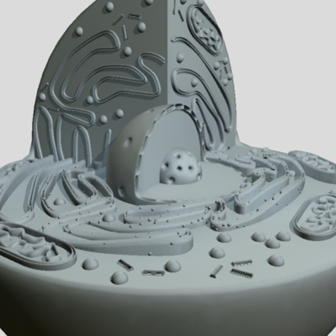 3d model animal cell https://p.turbosquid.com/ts-thumb/7e/4TNOYQ/CTYymz2Y/cellb12/jpg/1265565769/1920x1080/fit_q87/70b3de108bfe93440e57fa568af4b8a84c6adeb2/cellb12.jpg