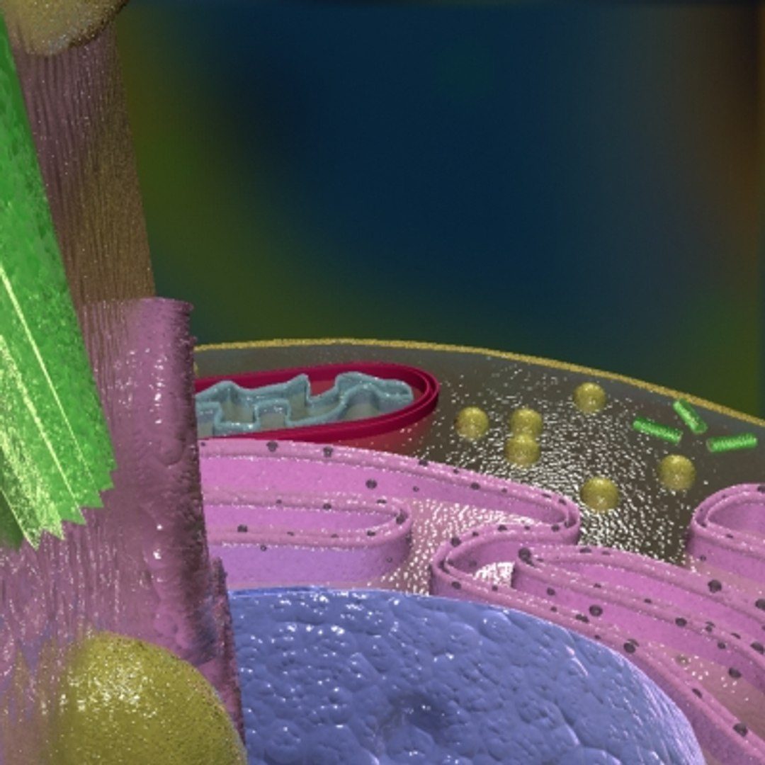 3d model animal cell https://p.turbosquid.com/ts-thumb/7e/4TNOYQ/D6UEIC7F/cella11/jpg/1265565758/1920x1080/fit_q87/fa023bf1fec24dddc46779d7d6ab20cb89750c65/cella11.jpg