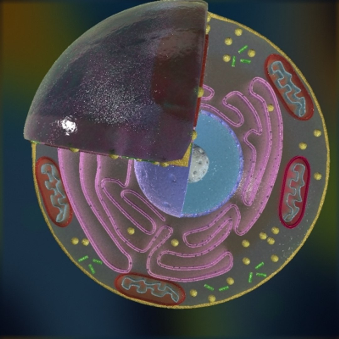 3d model animal cell https://p.turbosquid.com/ts-thumb/7e/4TNOYQ/LhpLBKme/cell04/jpg/1265565611/1920x1080/fit_q87/ad42b298f526d3b209bfc6c61465f01f0b5e18c3/cell04.jpg