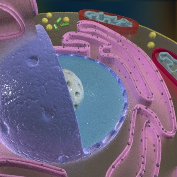 3d model animal cell