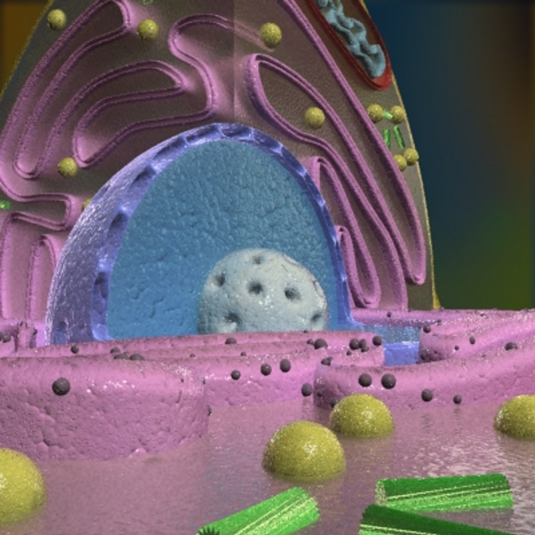 3d Model Animal Cell