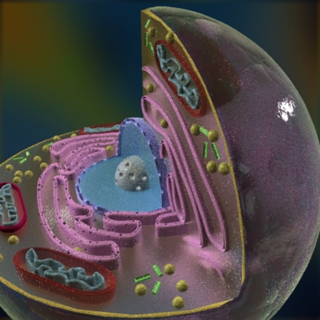 3d model animal cell https://p.turbosquid.com/ts-thumb/7e/4TNOYQ/ZDxpIsMZ/cell07/jpg/1265565677/1920x1080/fit_q87/0d20f1eab8957a19aa08a4fc8628eebbb0b9d4ff/cell07.jpg