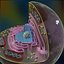 3d model animal cell