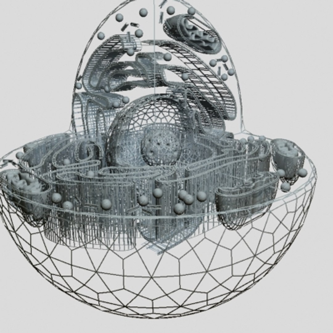 3d model animal cell https://p.turbosquid.com/ts-thumb/7e/4TNOYQ/rch0uXtl/cellb14/jpg/1265565786/1920x1080/fit_q87/6a0e5991aedd2a2116ef338548b1d8af3af40375/cellb14.jpg