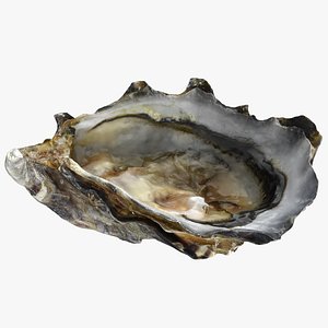 3D Bottom Half Oyster 02 model