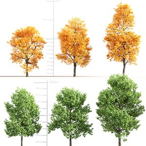 Liriodendron tulipifera - Tulip poplar 3D model
