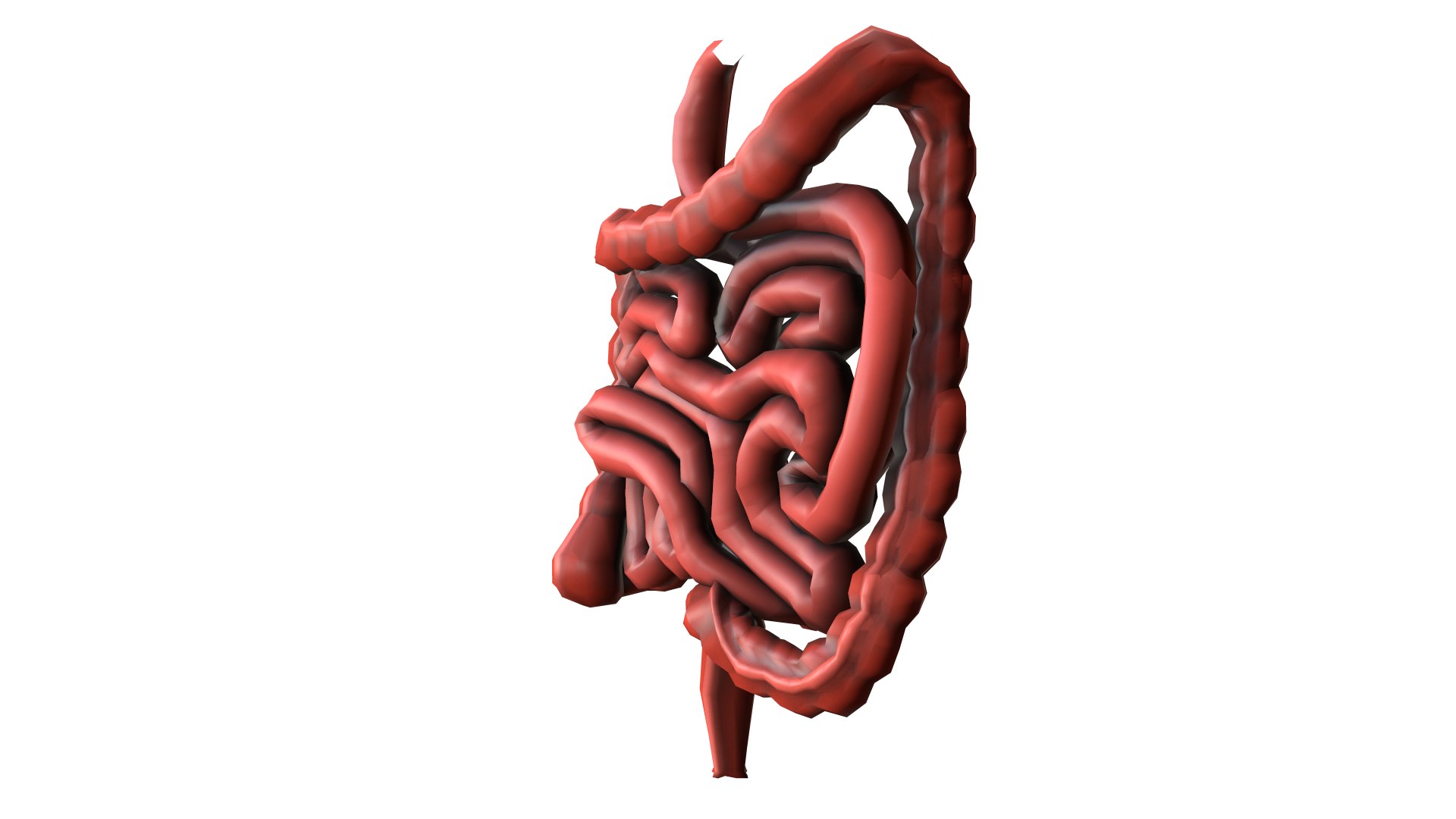 Intestine Large Digestive Colon 3D Model - TurboSquid 1392317