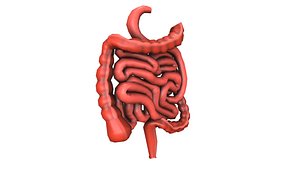 Colon Large Intestine Medical Digestive System Low-poly 3D model