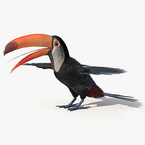 3D model Toco Toucan Bird Wings Open Fur for Maya