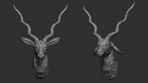 Blackbuck antelope bust 3D model