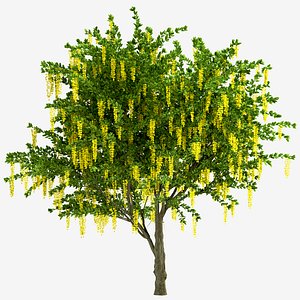Set of Weeping Golden Chain or Weeping Laburnum Tree - 2 Trees 3D