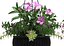 Plant Hanging Basket