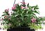 Plant Hanging Basket