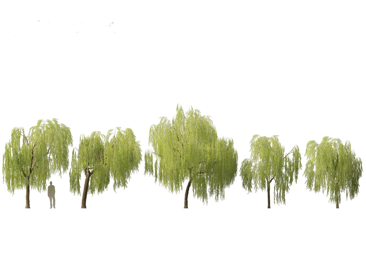 3D Salix babylonica Weeping willow 08 model TurboSquid 2136336