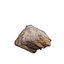 Petrified Wood 3