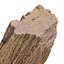 Petrified Wood 3