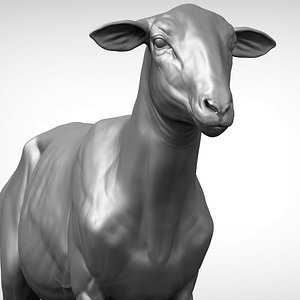 sheep zbrush 3D model