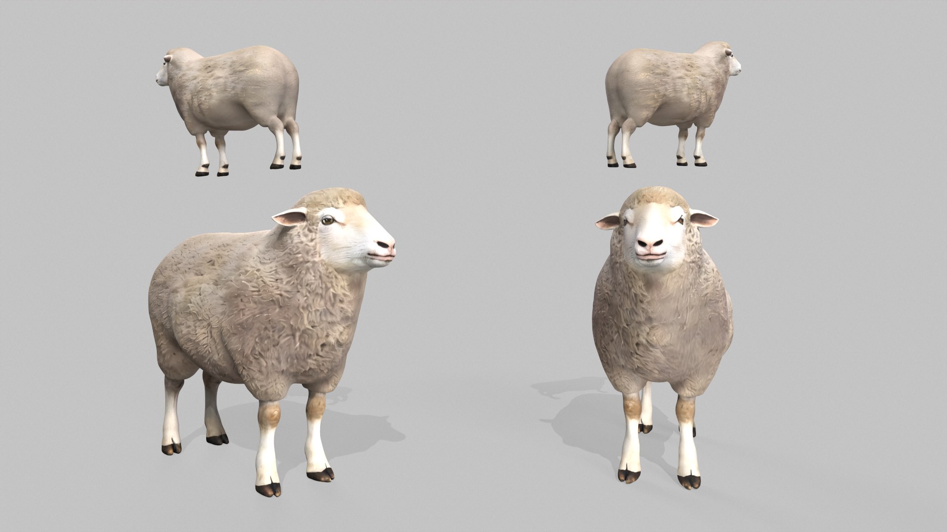 3D Realistic Sheep Rigged Game Ready Farm Animal PBR Textures Low-poly 3D model model https://p.turbosquid.com/ts-thumb/7f/BS6gw0/79/tbrender_008/png/1779413349/1920x1080/fit_q87/8b4b0a4d1a0af5e98d15b51a08c7e82b3f8b4a62/tbrender_008.jpg