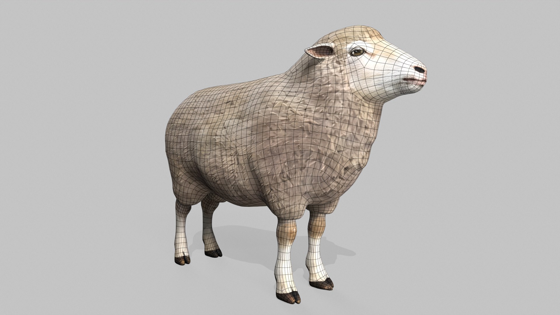 3D Realistic Sheep Rigged Game Ready Farm Animal PBR Textures Low-poly 3D model model https://p.turbosquid.com/ts-thumb/7f/BS6gw0/Dk/wireframe1/png/1779413348/1920x1080/fit_q87/477edb23042b62080225a93b87e32cedd3471036/wireframe1.jpg