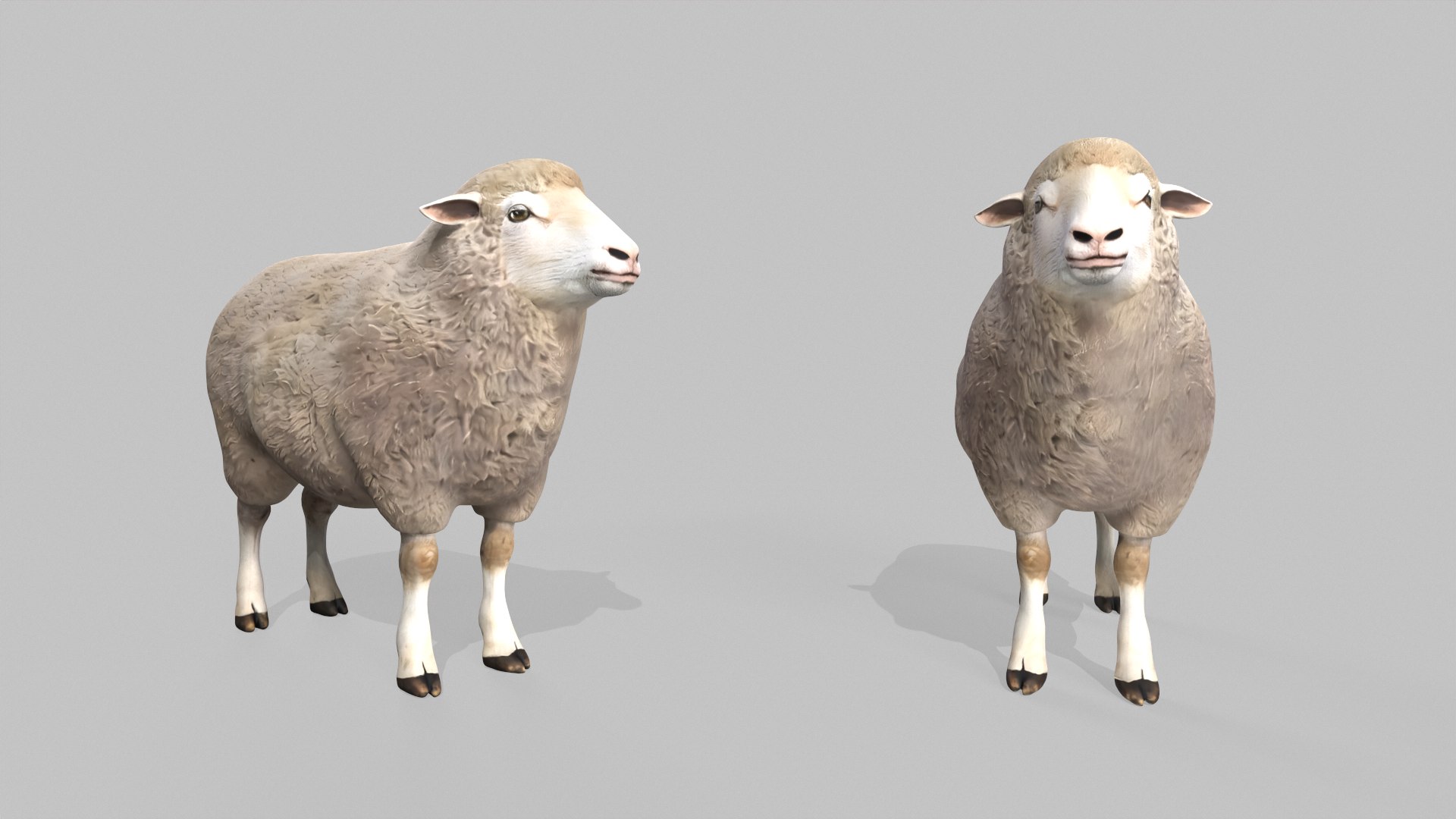 3D Realistic Sheep Rigged Game Ready Farm Animal PBR Textures Low-poly 3D model model https://p.turbosquid.com/ts-thumb/7f/BS6gw0/FW/tbrender_004/png/1779413343/1920x1080/fit_q87/7736588cae4597a87993f6cce0fc7ad3a3462cbb/tbrender_004.jpg