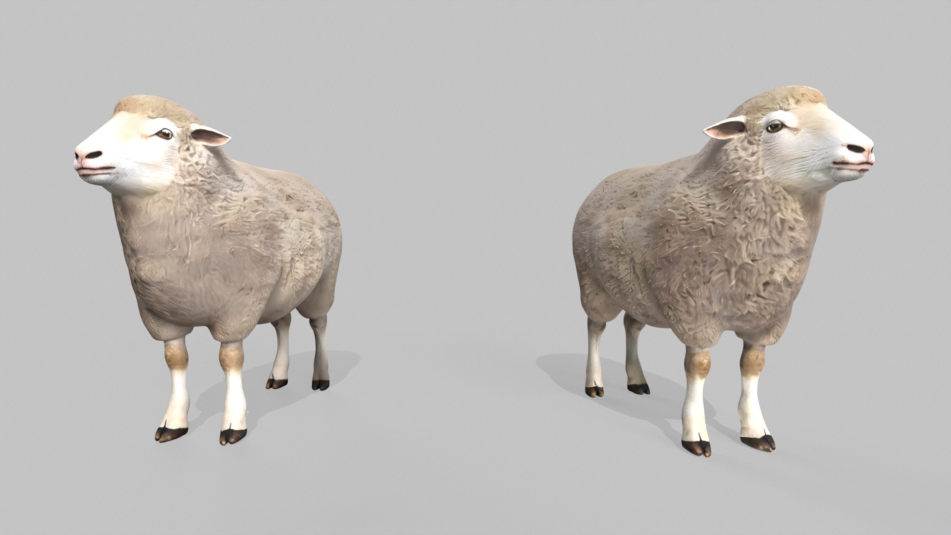 3D Realistic Sheep Rigged Game Ready Farm Animal PBR Textures Low-poly 3D model model https://p.turbosquid.com/ts-thumb/7f/BS6gw0/jm/tbrender_006/png/1779413343/1920x1080/fit_q87/f7ca1cae7162265d998887ce198706bded33bf8a/tbrender_006.jpg