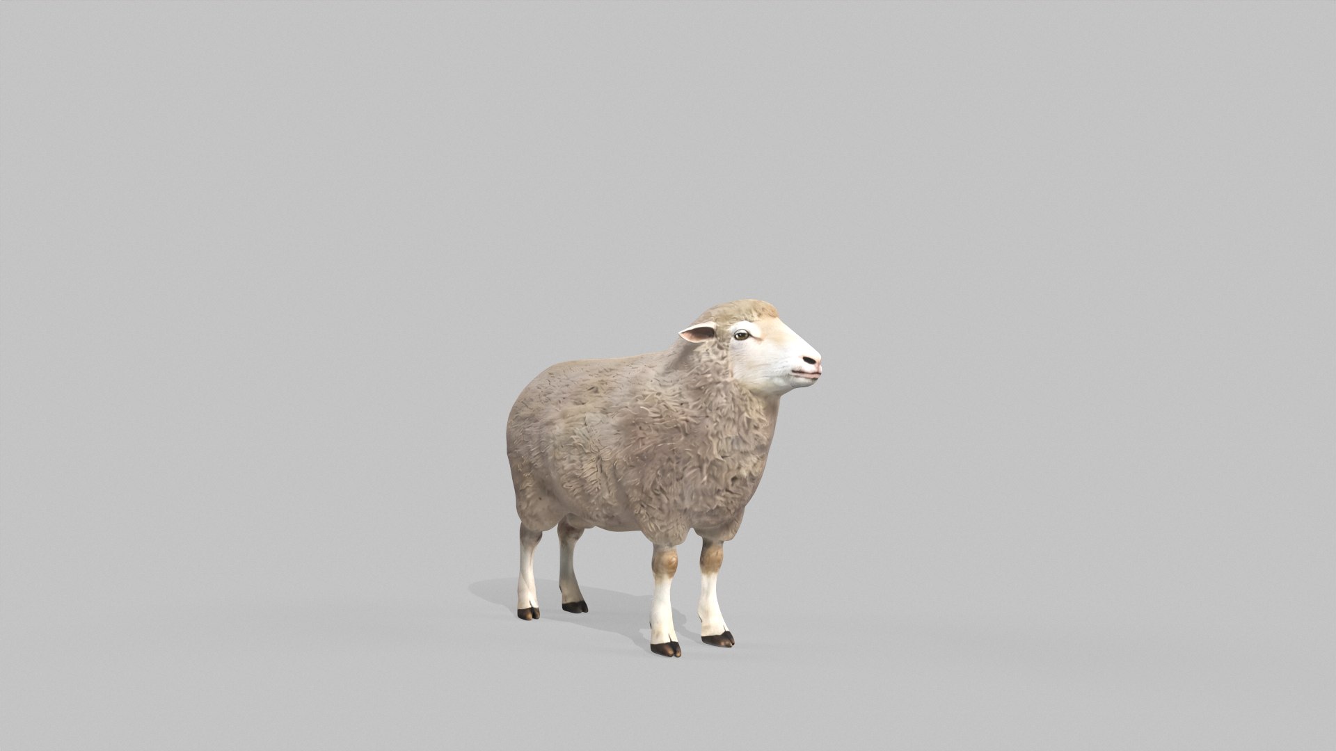 3D Realistic Sheep Rigged Game Ready Farm Animal PBR Textures Low-poly 3D model model https://p.turbosquid.com/ts-thumb/7f/BS6gw0/pA/tbrender_001/png/1779413339/1920x1080/fit_q87/053552d958d6ca19f972c26d48dabdac0e7dc14d/tbrender_001.jpg