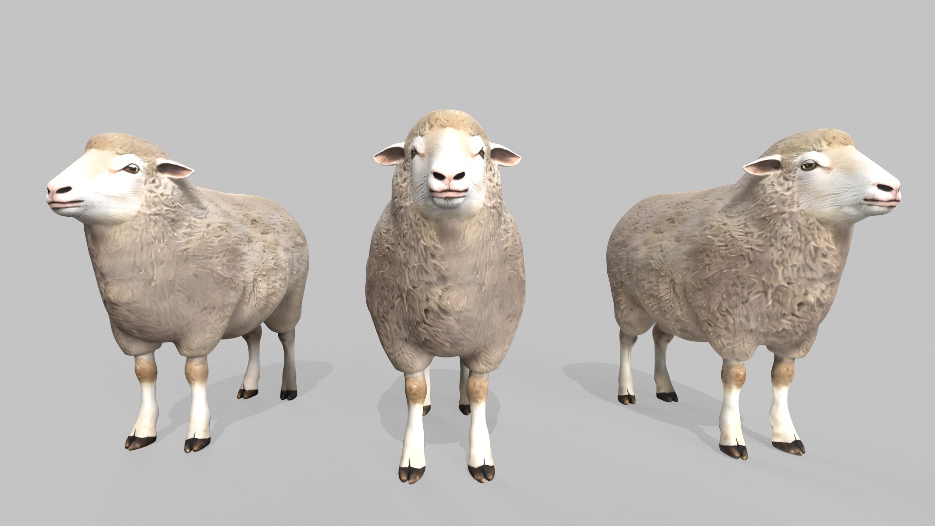 3D Realistic Sheep Rigged Game Ready Farm Animal PBR Textures Low-poly 3D model model https://p.turbosquid.com/ts-thumb/7f/BS6gw0/we/tbrender_007/png/1779413348/1920x1080/fit_q87/cdd1d8b7741d937b00508a182fc26326d7346a4f/tbrender_007.jpg