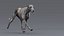 Greyhound 2 Fur Animated