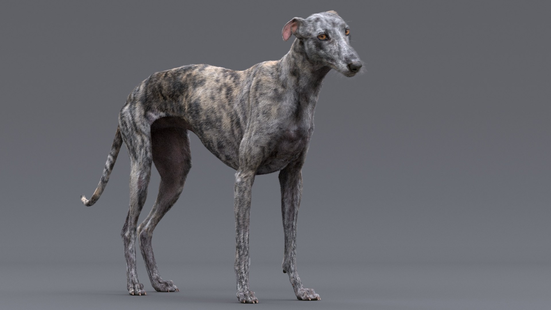 3D greyhound hound fur https://p.turbosquid.com/ts-thumb/7f/GrI1tS/Bu/greyhound_fur_tiger_10/jpg/1610702481/1920x1080/fit_q87/015c818a7a65e2f3ec4fb075fc0dd5e718e0d05e/greyhound_fur_tiger_10.jpg