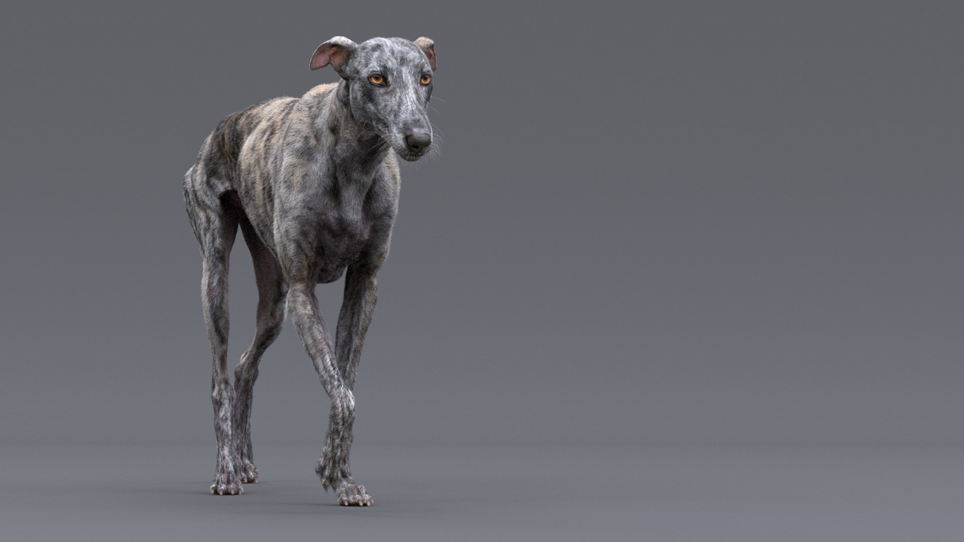 3D greyhound hound fur https://p.turbosquid.com/ts-thumb/7f/GrI1tS/Ec/greyhound_fur_tiger_07/jpg/1610702478/1920x1080/fit_q87/5199935c7d84a999389696846bee1293955b7a76/greyhound_fur_tiger_07.jpg
