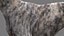 Greyhound 2 Fur Animated