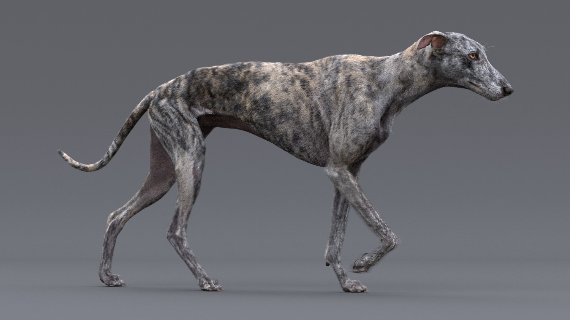 3D greyhound hound fur https://p.turbosquid.com/ts-thumb/7f/GrI1tS/VA/greyhound_fur_tiger_09/jpg/1610702478/1920x1080/fit_q87/61891590b5f8173cb1113a81776c2e22fcbb2760/greyhound_fur_tiger_09.jpg