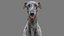 Greyhound 2 Fur Animated