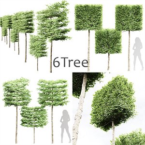 6 Different TreeNew Tree High detail Carpinus Betulus Broadleaf Box01 3D model