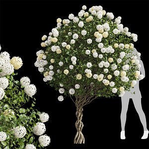 New Plant High detail Viburnum Macrocephalum Bush Decorative 3D model