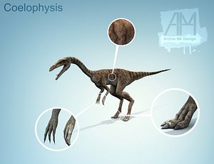 dinosaur coelophysis
