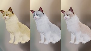 cat