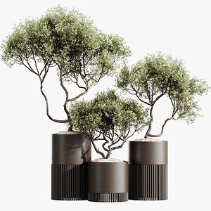 AV House Plants Mission Kalamata Leccino Arbequina Wilsonii Chemlali Olive Set03